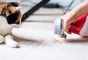 How to Treat Pet Urine Odor in Carpet
